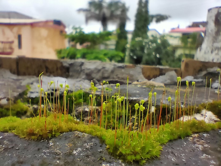 micro