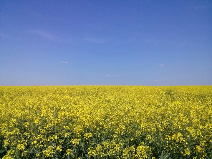 Поле