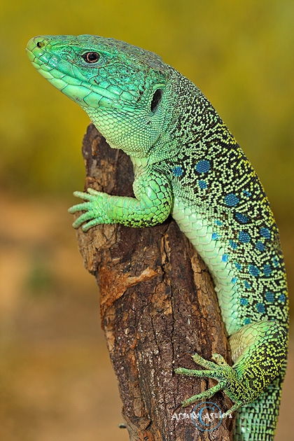 lagarto en rama