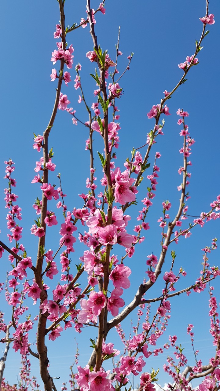 spring