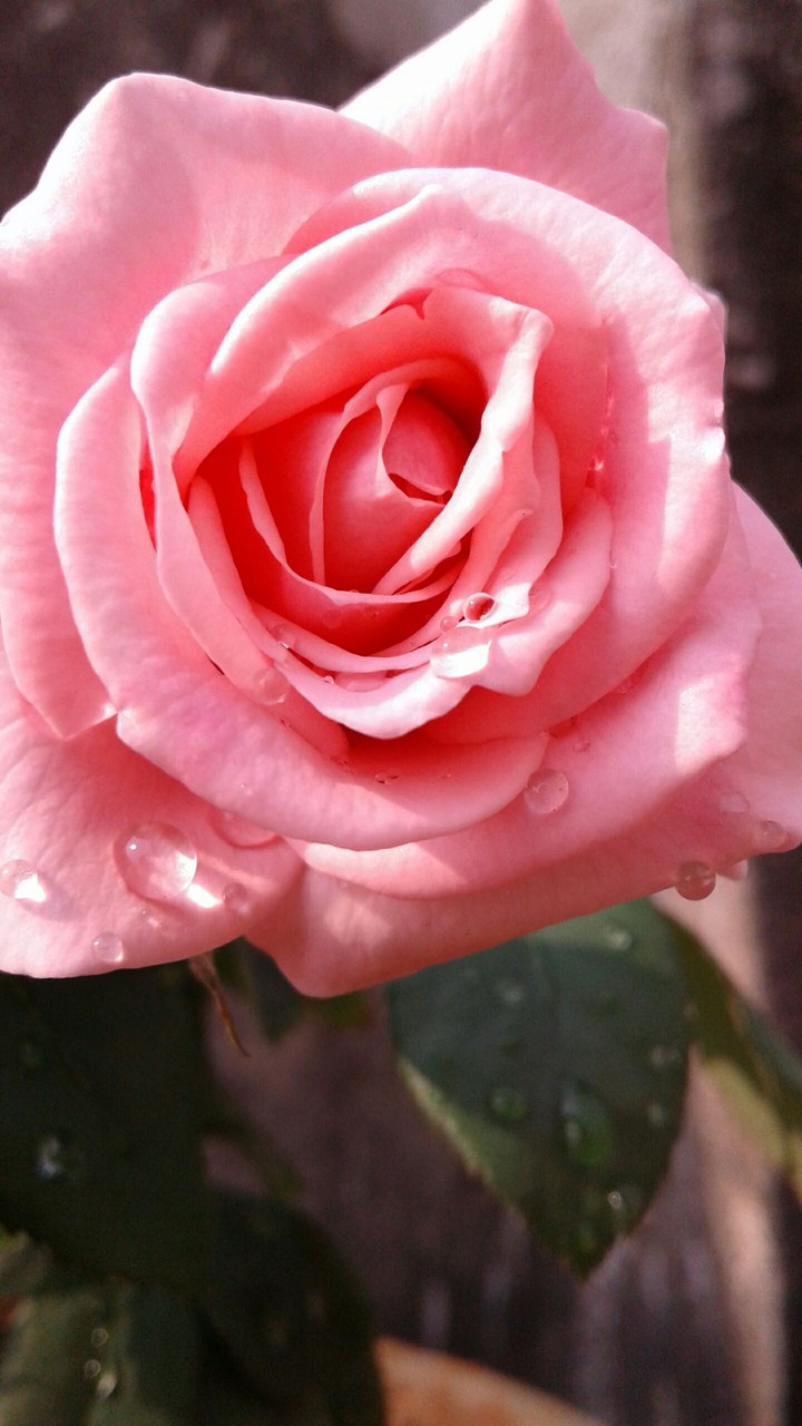 rose of my garden