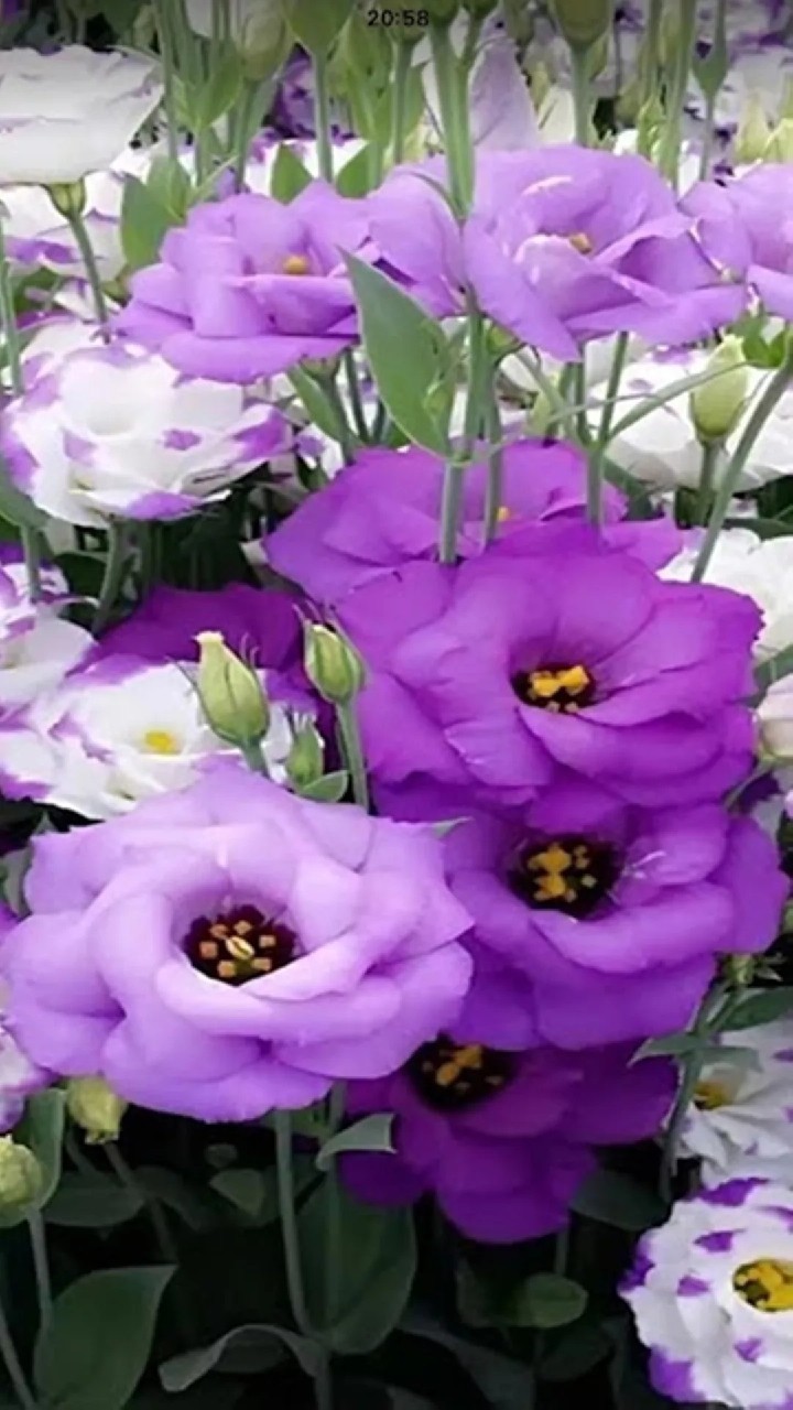N.