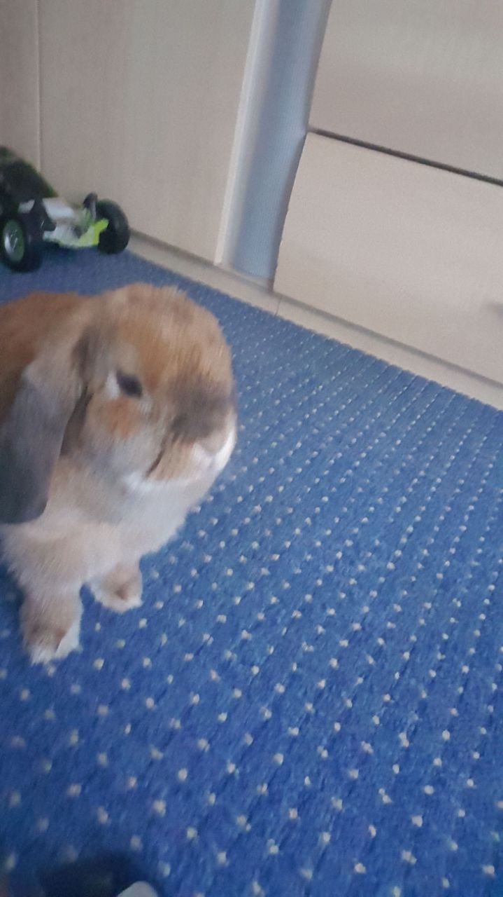 hallo was macht du