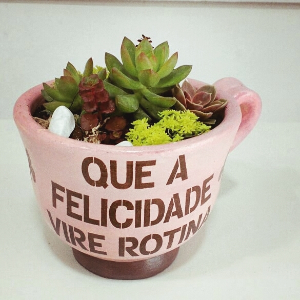 Suculentas