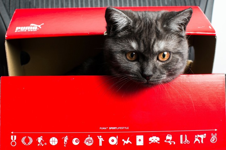 Puma..Sneakers box peep peekaboo