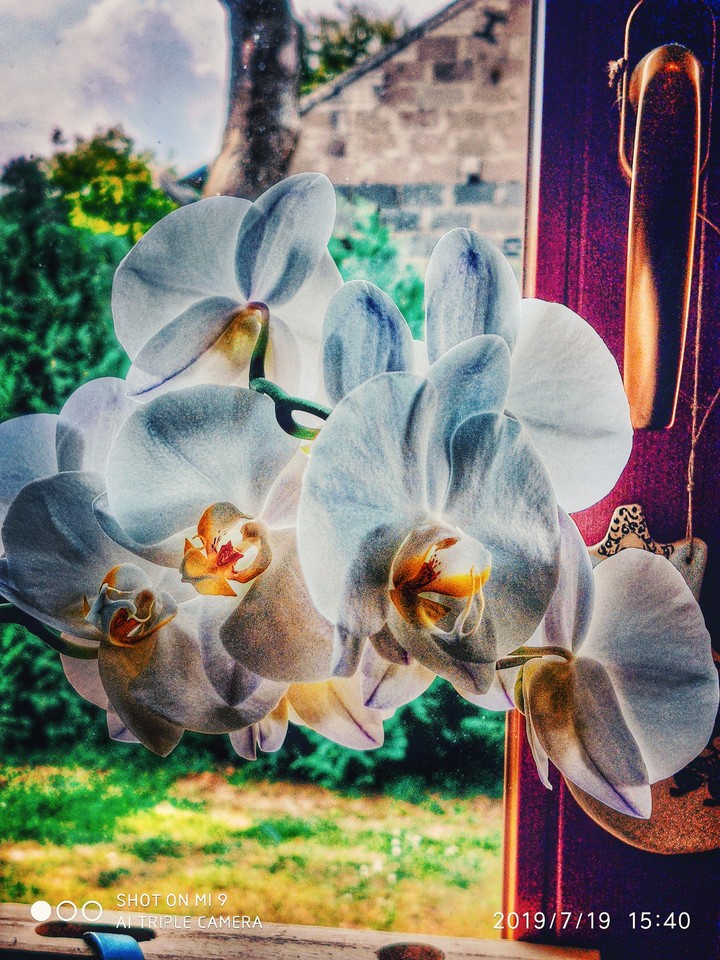 Orchidea