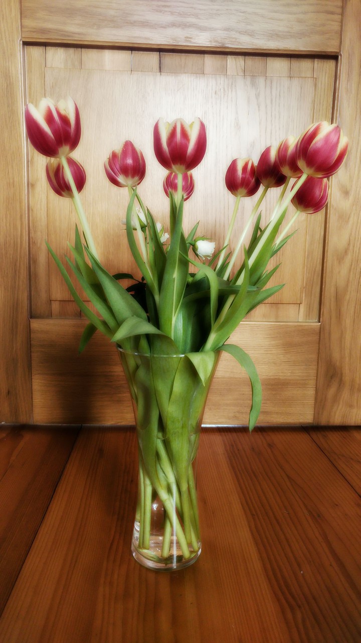 Tulips in vase
