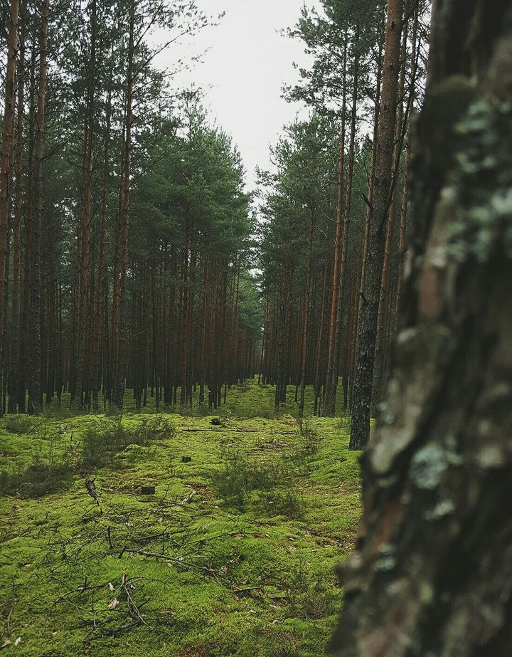 in da forest