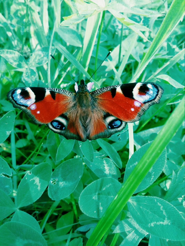 Beautiful butterfly