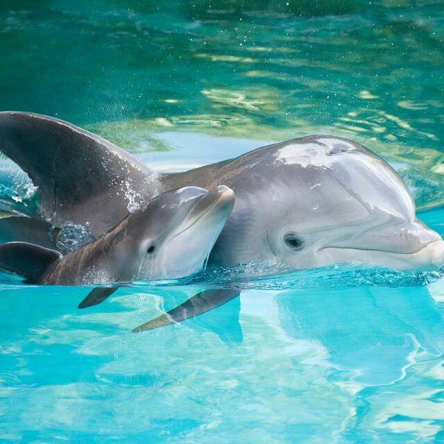 Delfines