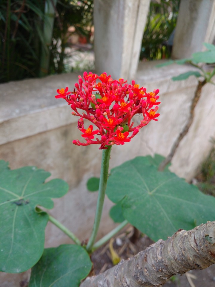 flower power lover