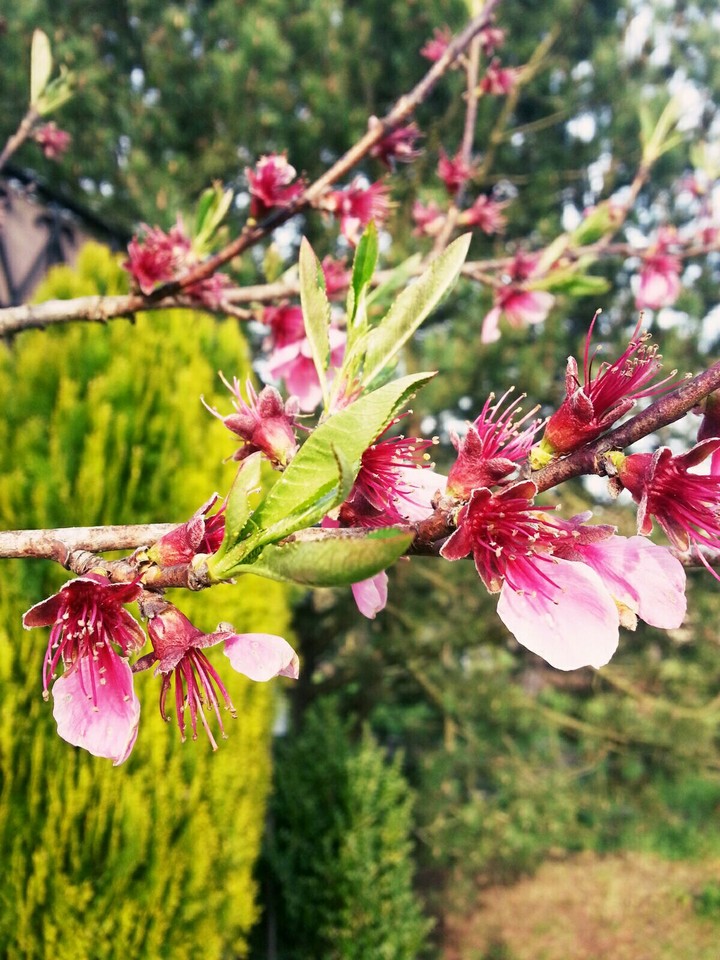 cherry tree