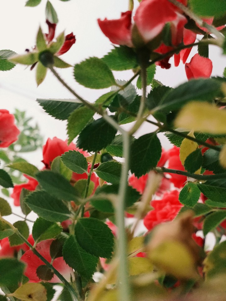 flowers