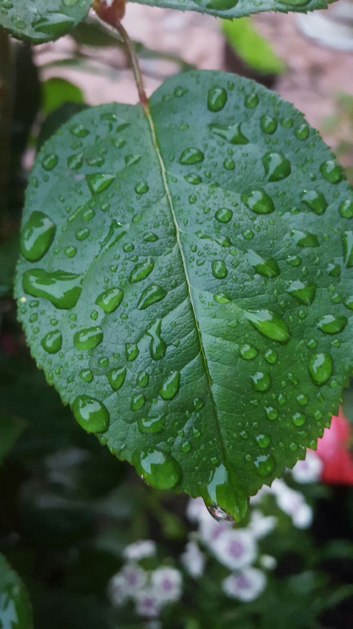 Raindrop