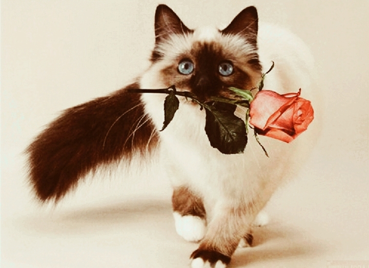 Romeo Romeo be my cat 