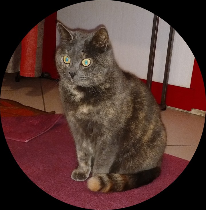 cat