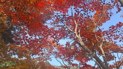 sky, twig Hintergrundbilder