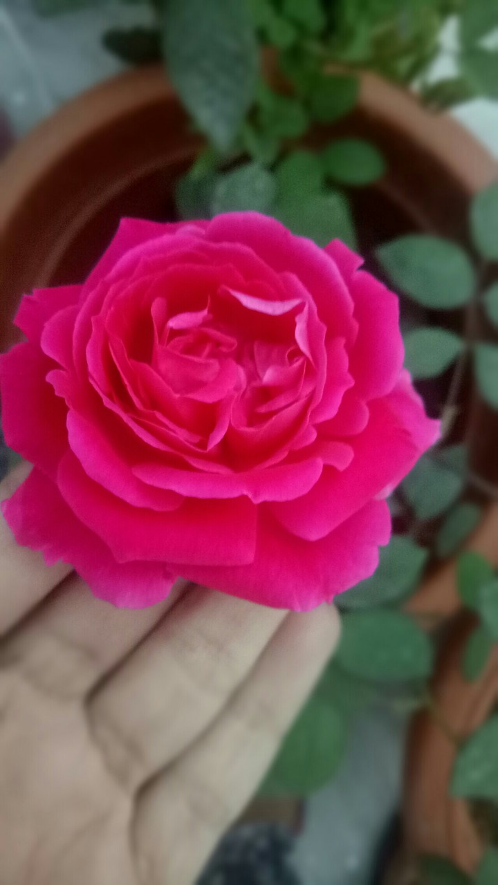 ROSE IN MY HAND