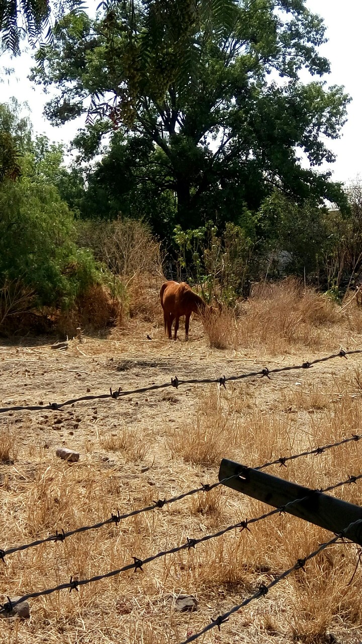 horse 
