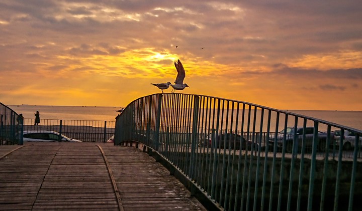 seagull sunset