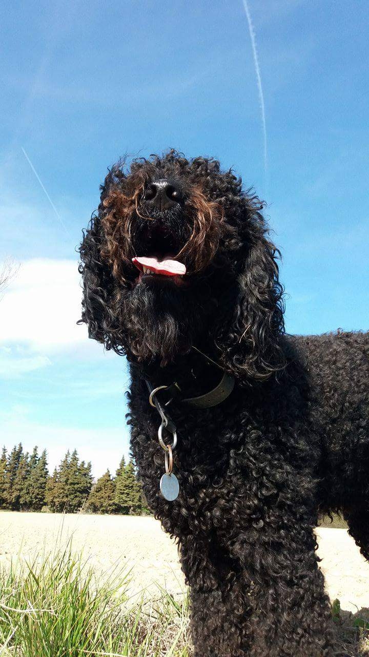 My dog