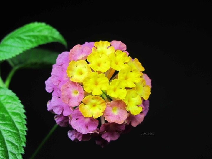 《花朵朵》     馬纓丹    又名五色梅，戒子花~