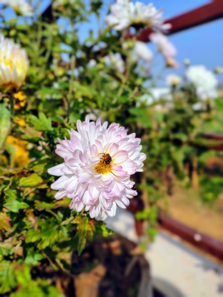 flower