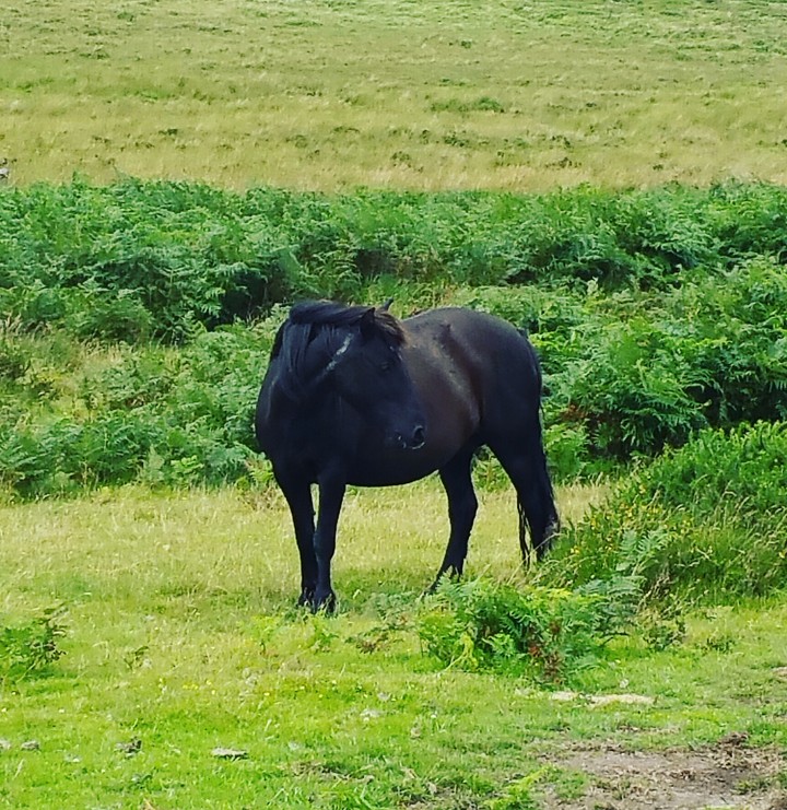 The Black Horse