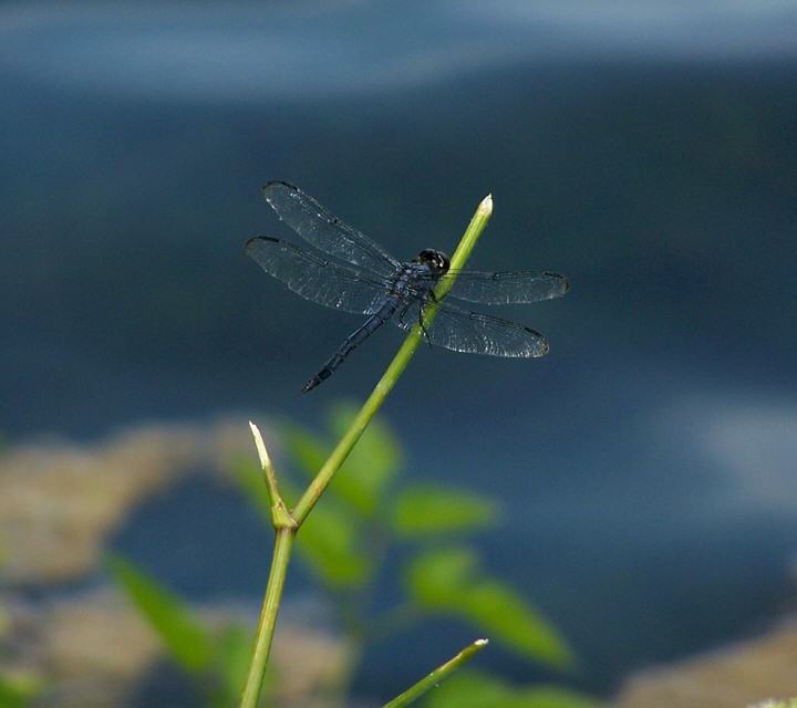 damselfly