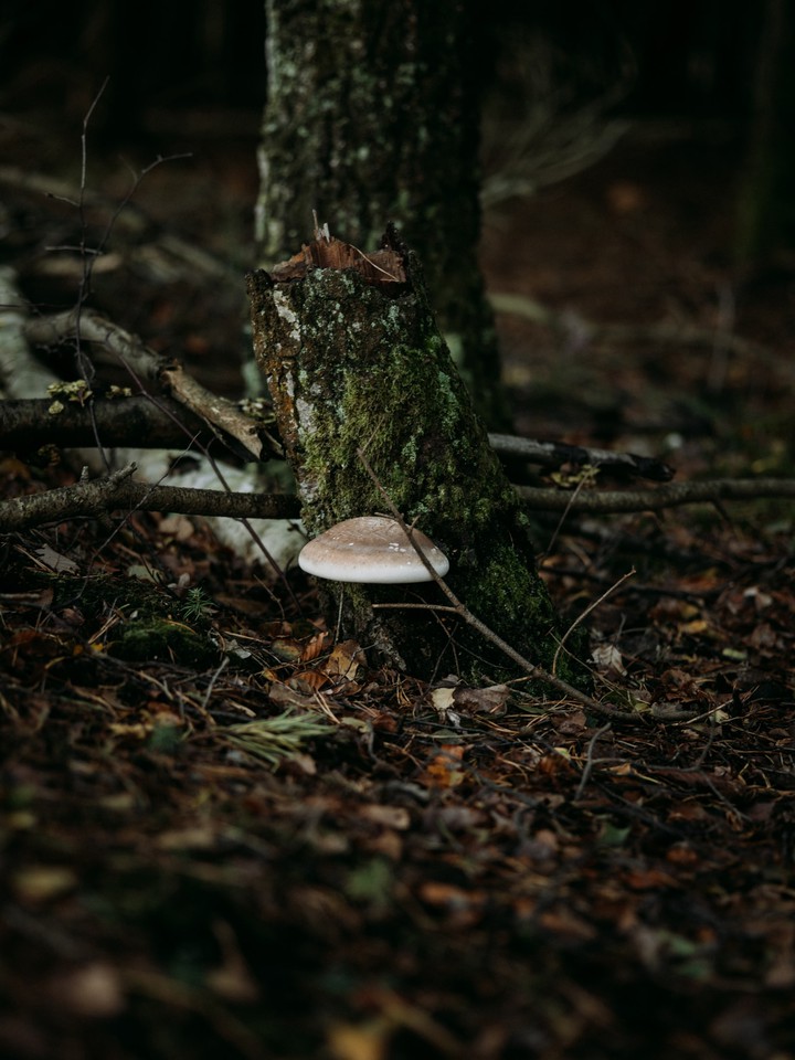 mushroom