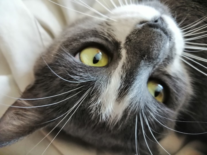 кошка