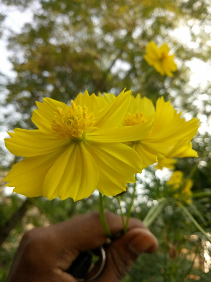 flower