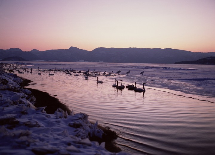 Birds