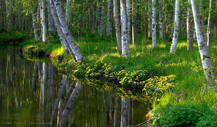 Birches by the water