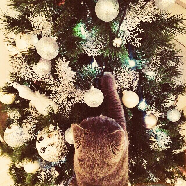 cats fun