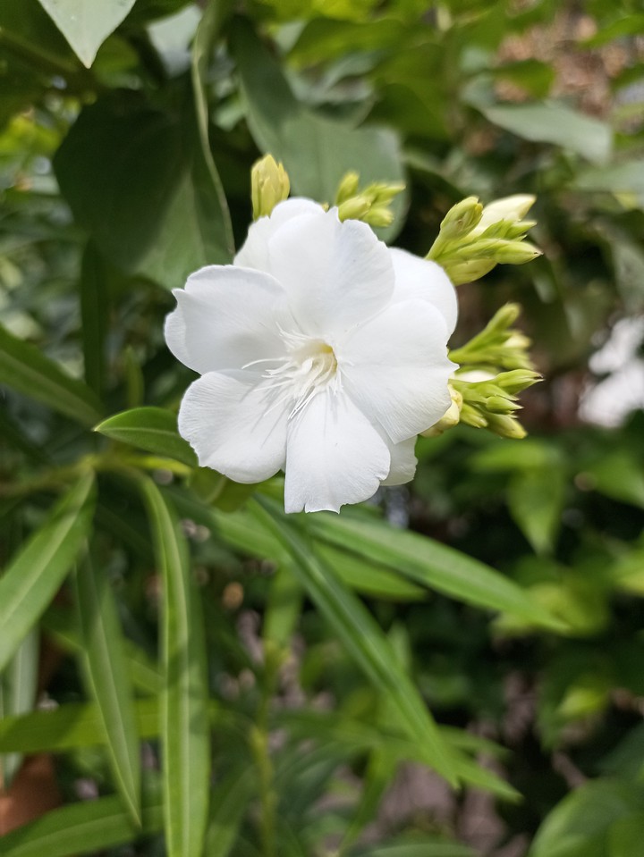 Flower