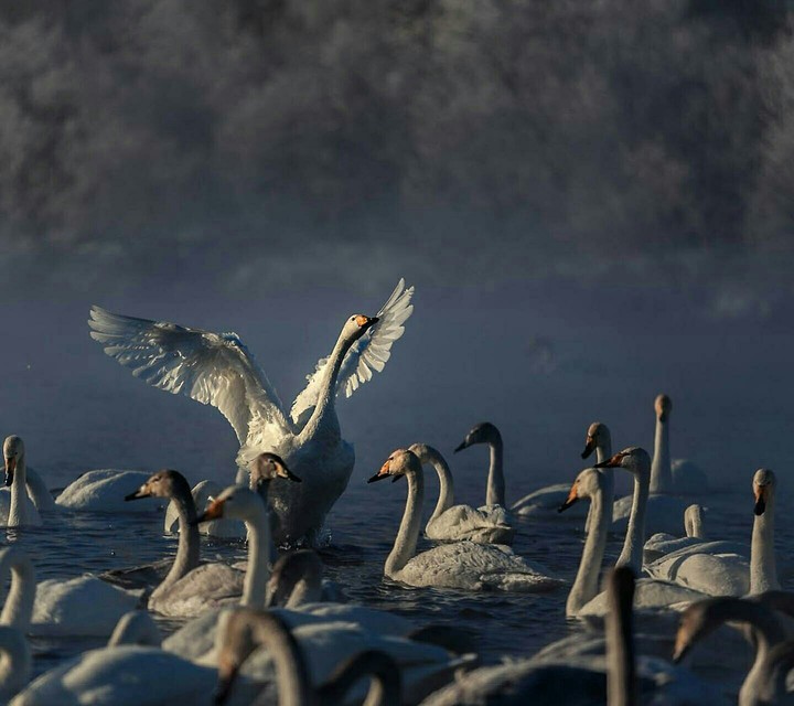 Goose