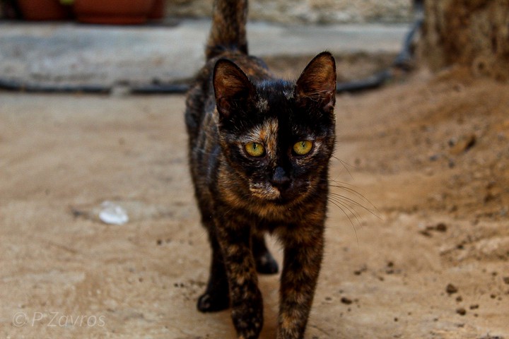 Wild cat