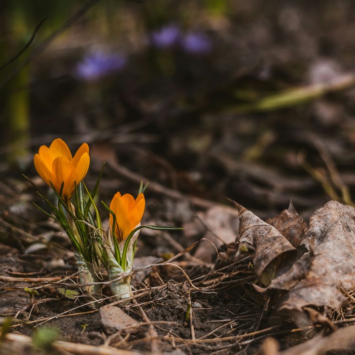 Crocus