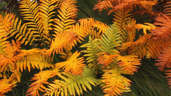 leaves