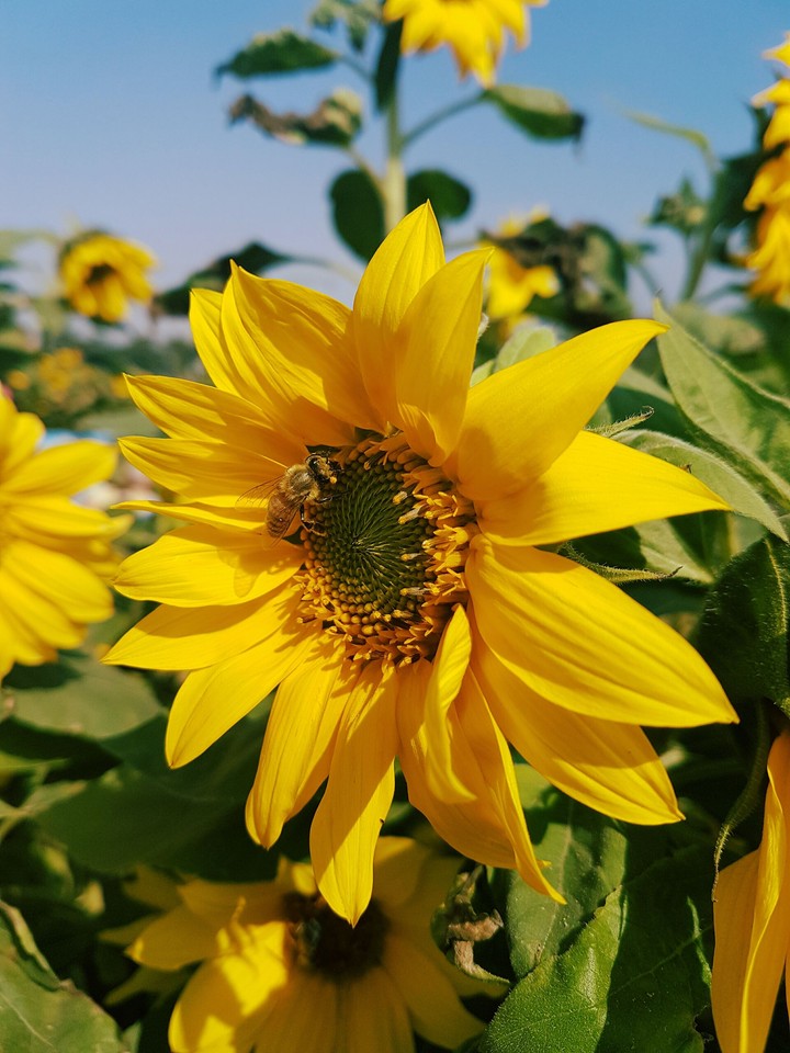 flower And bee