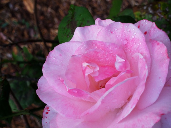 Morning rose