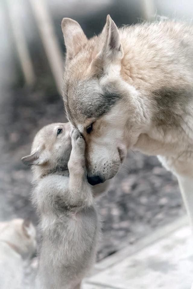 Wolves