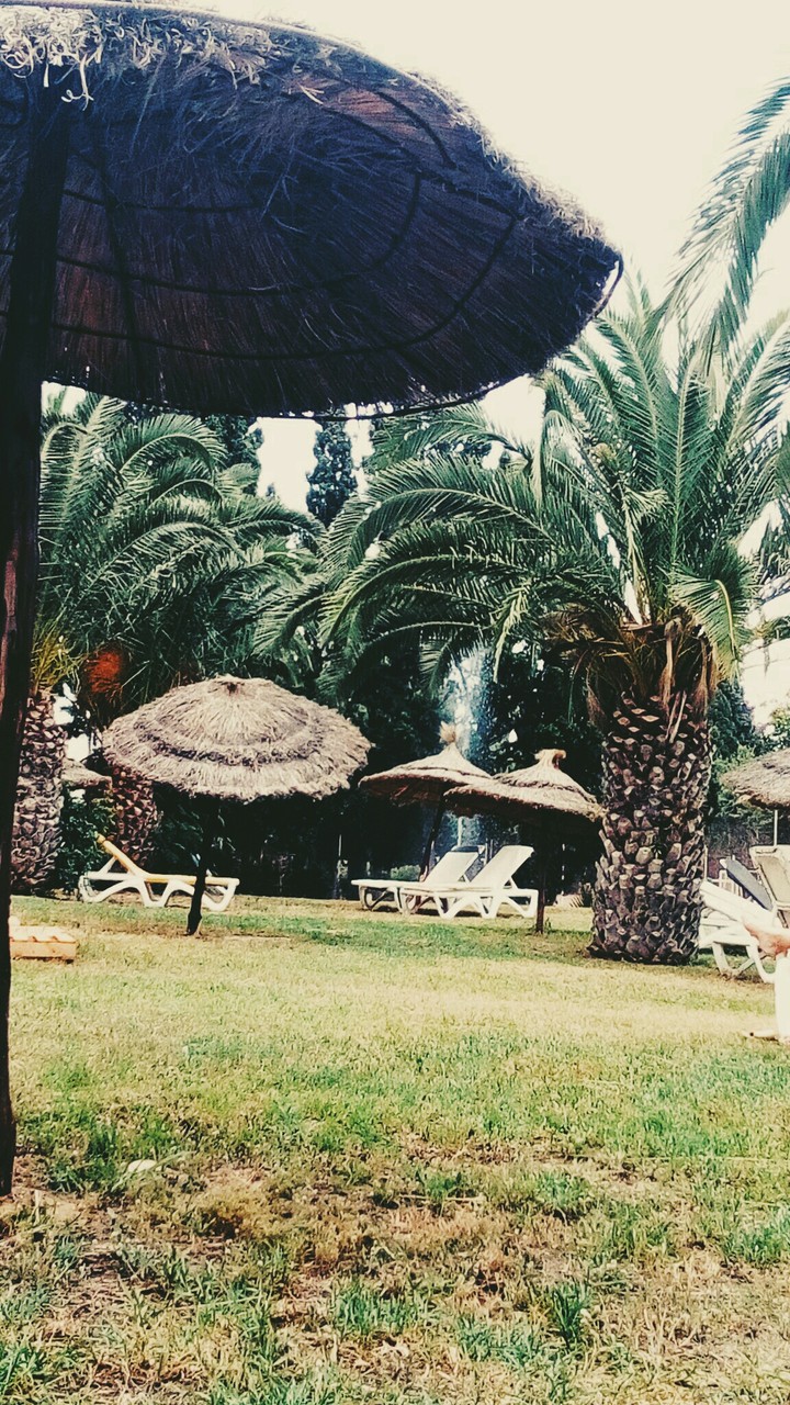 отдых, пальмы