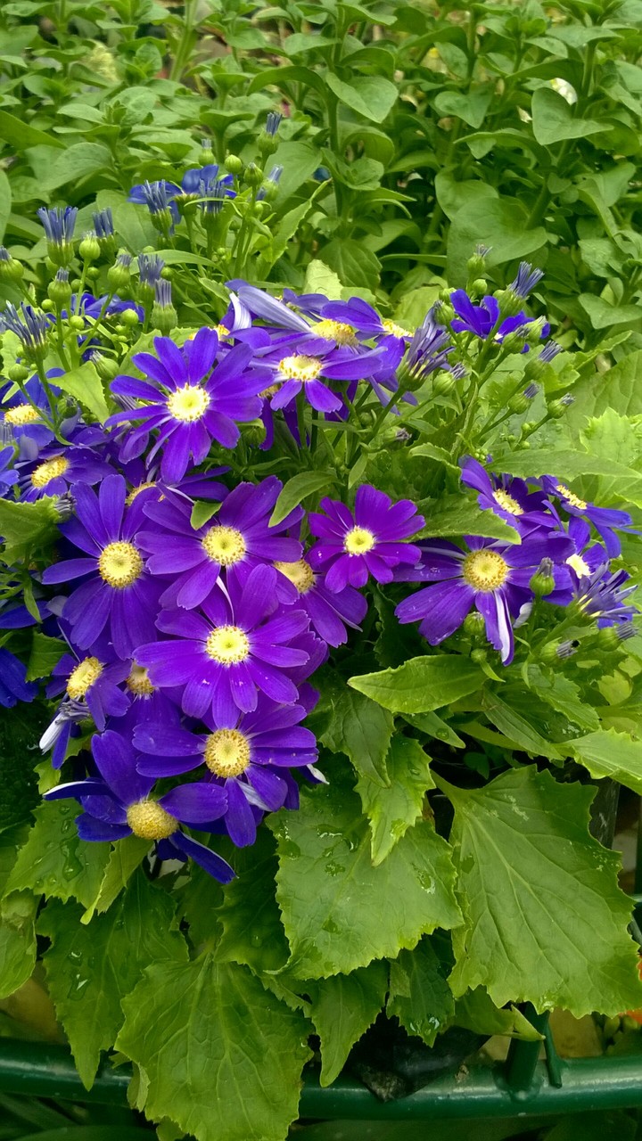 flowers