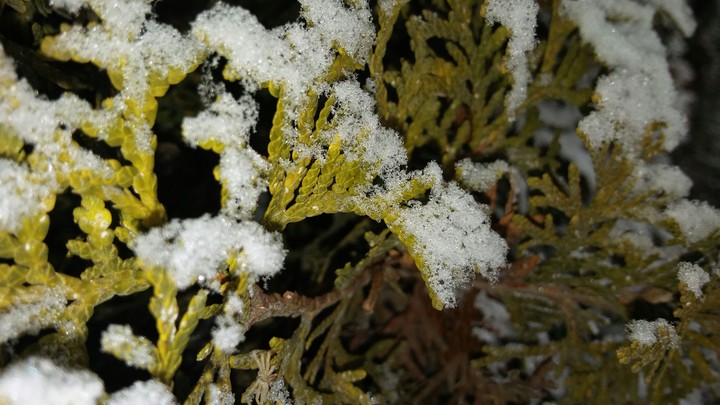 snowy tree