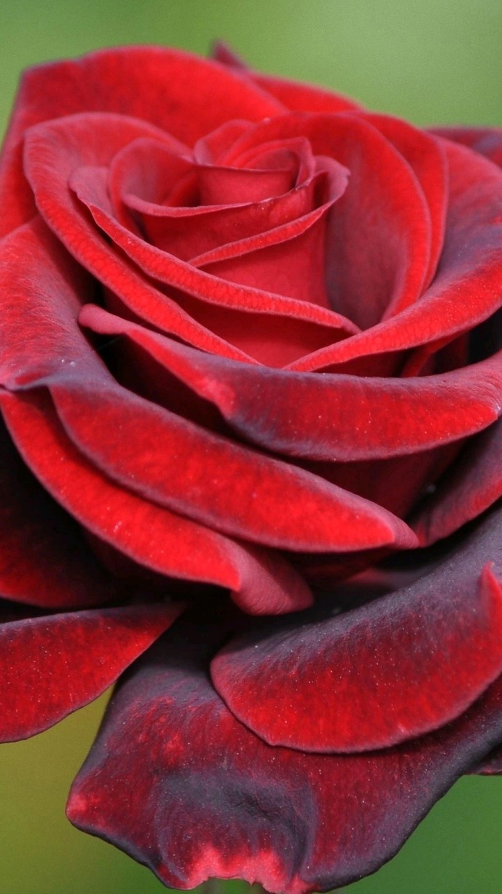 for Ana
