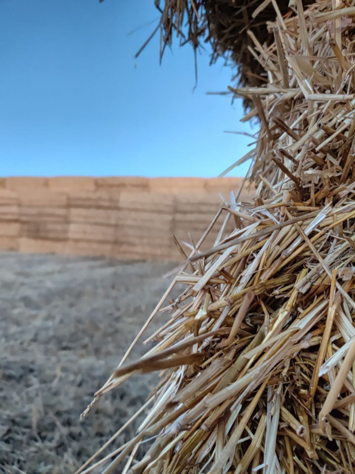summer, hay, nature