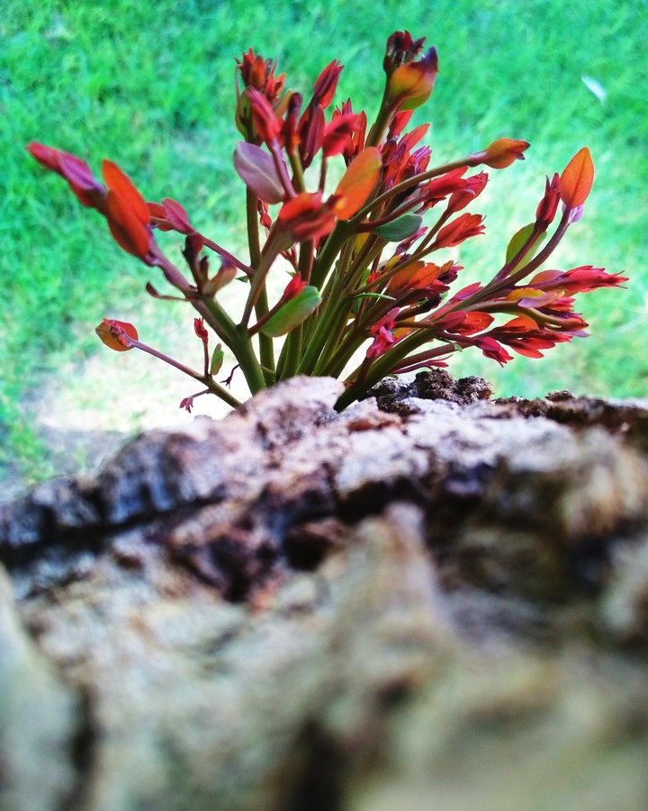 Green as it Grow