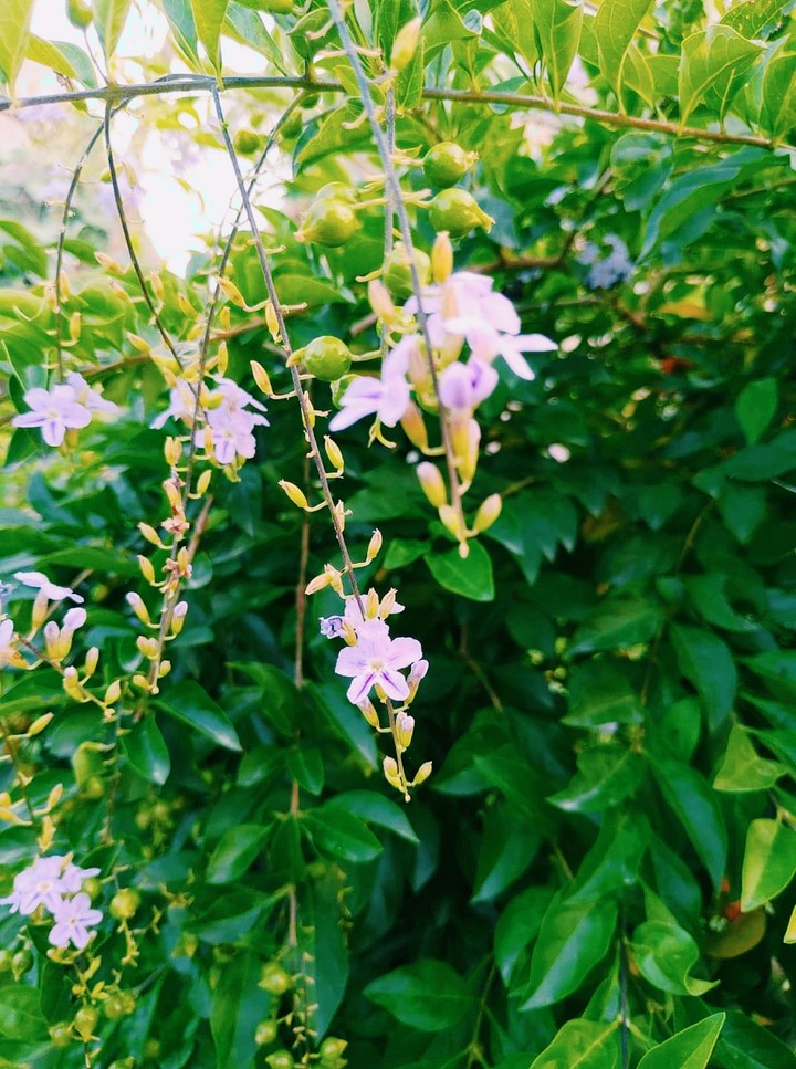 nature